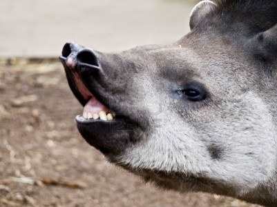 Christianisme:  le tapir lui dit merci